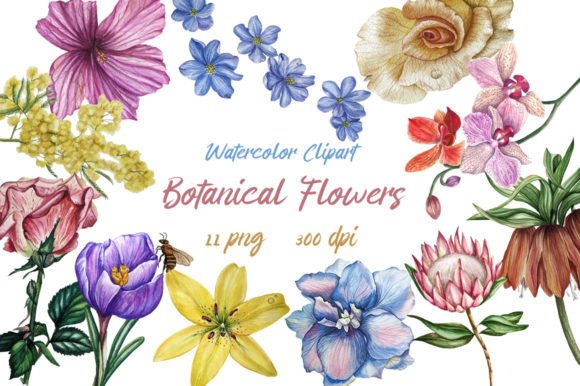 Botanical Watercolor Clipart Flowers