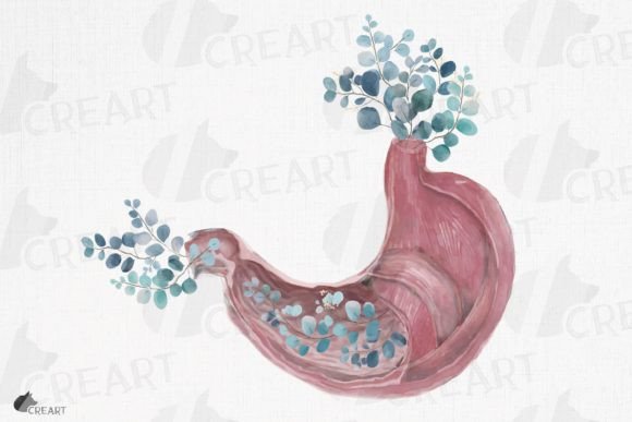 Pink Blush Anatomical Stomach with Eucalyptus